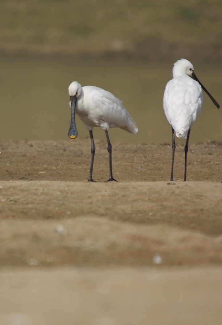 Eurasian Spoonbill, Platalea leucorodia4i