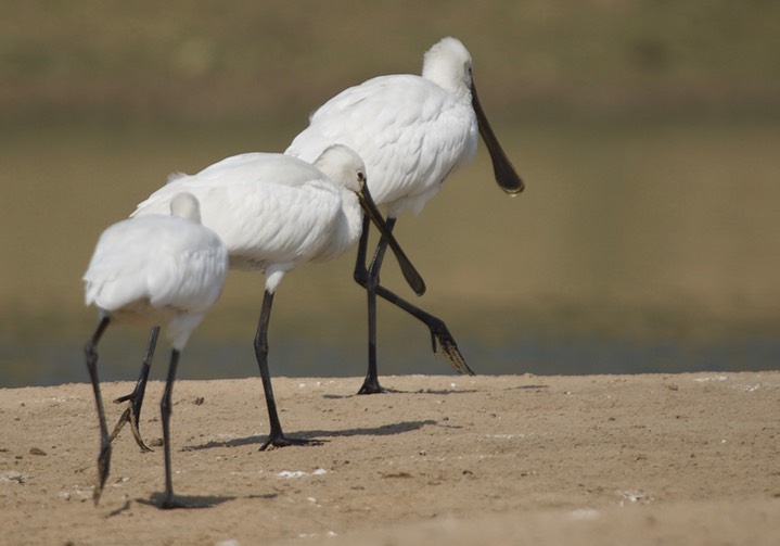 Eurasian Spoonbill, Platalea leucorodia4m