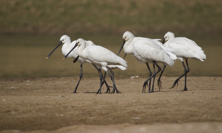 Eurasian Spoonbill, Platalea leucorodia4j