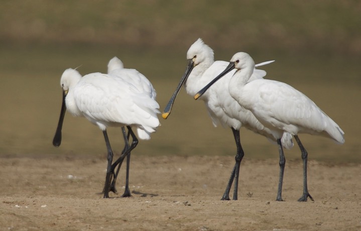 Eurasian Spoonbill, Platalea leucorodia4k