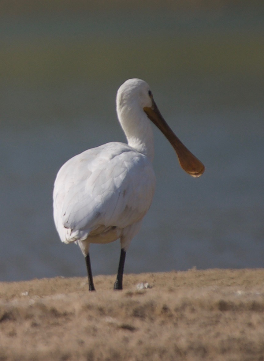 Eurasian Spoonbill, Platalea leucorodia