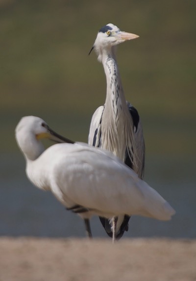 Eurasian Spoonbill, Platalea leucorodia with  Grey Heron, Ardea cinerea 6