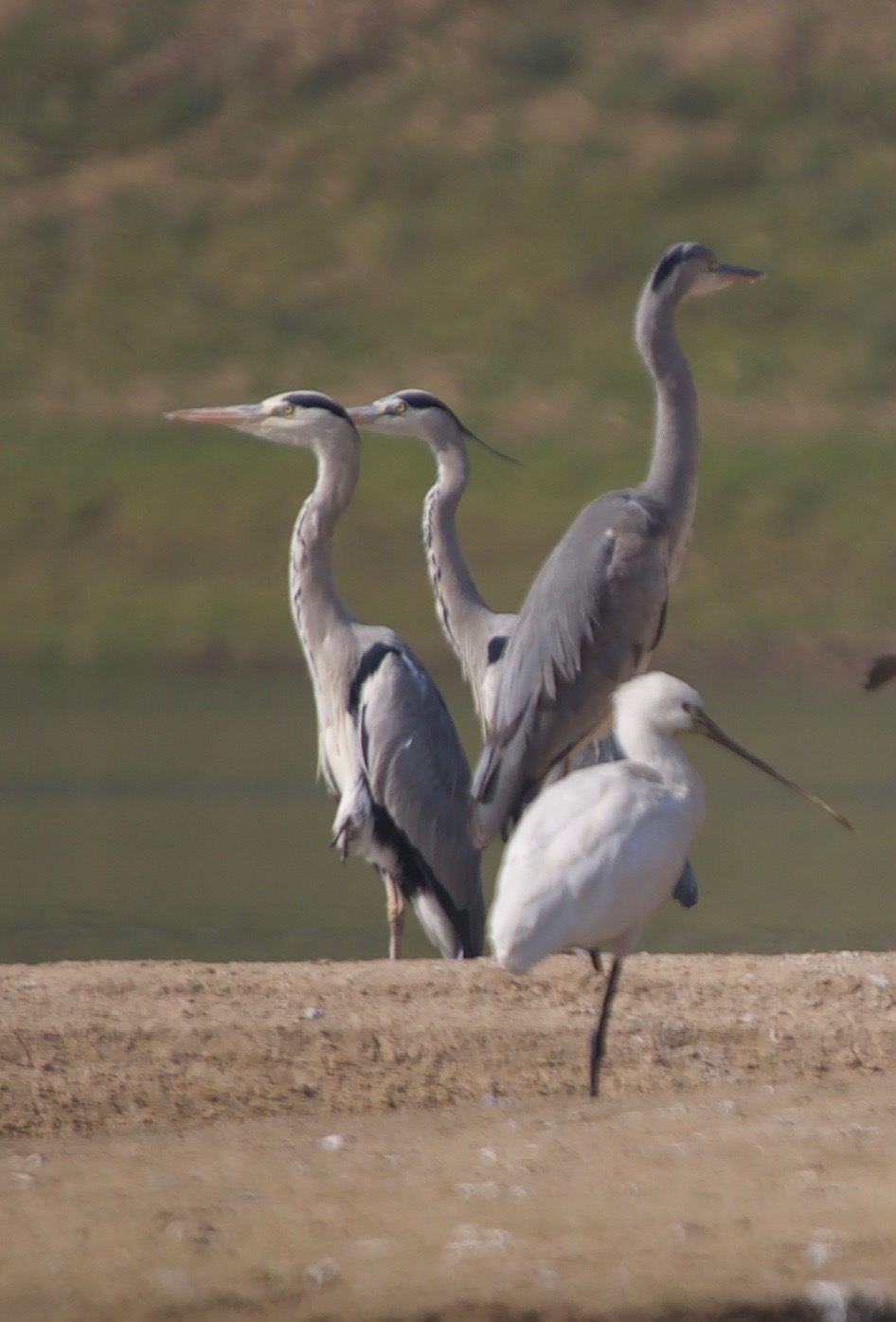 Eurasian Spoonbill, Platalea leucorodia with Grey Heron, Ardea cinerea 2