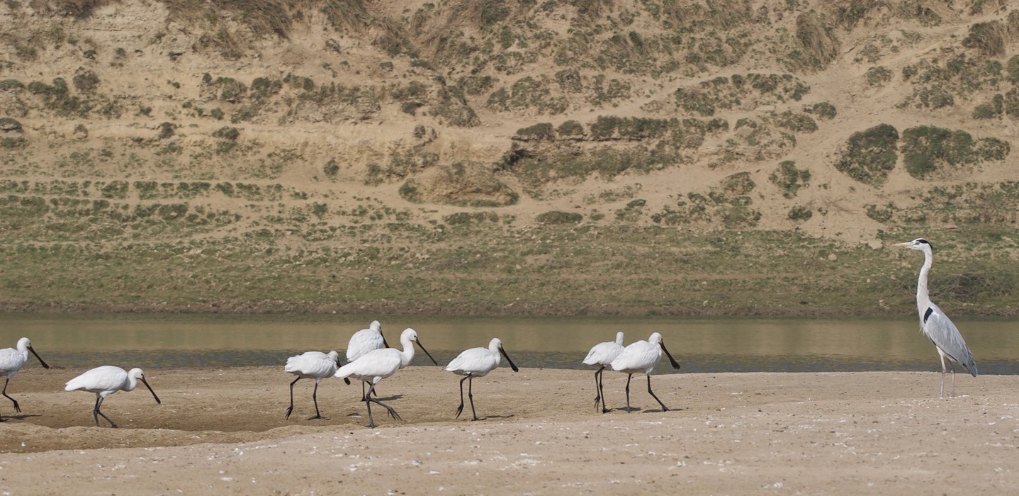 Eurasian Spoonbill, Platalea leucorodia with  Grey Heron, Ardea cinerea 7