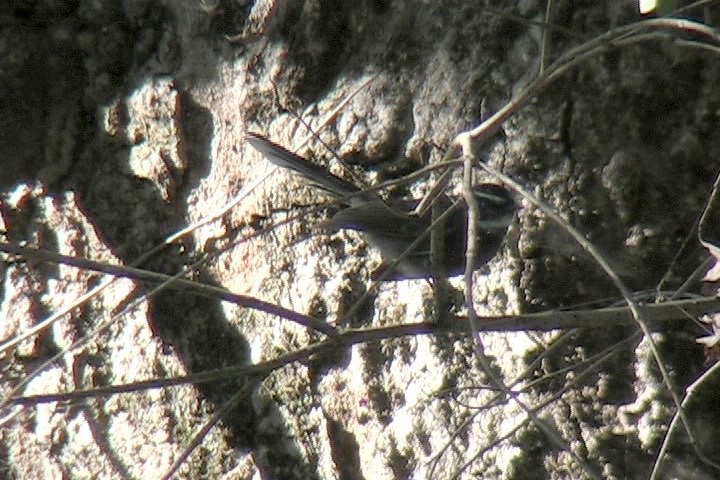 Fantail, White-throated 1