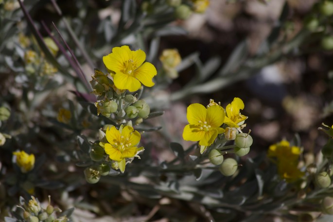 Fendler Bladderpod, Physaria fendleri - East of Hillsboro1
