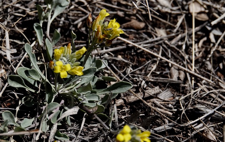 Fendler Bladderpod, Physaria fendleri2