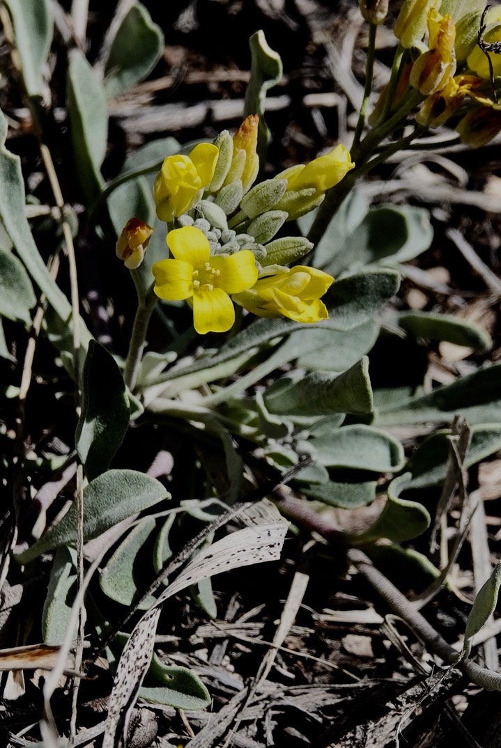 Fendler Bladderpod, Physaria fendleri1
