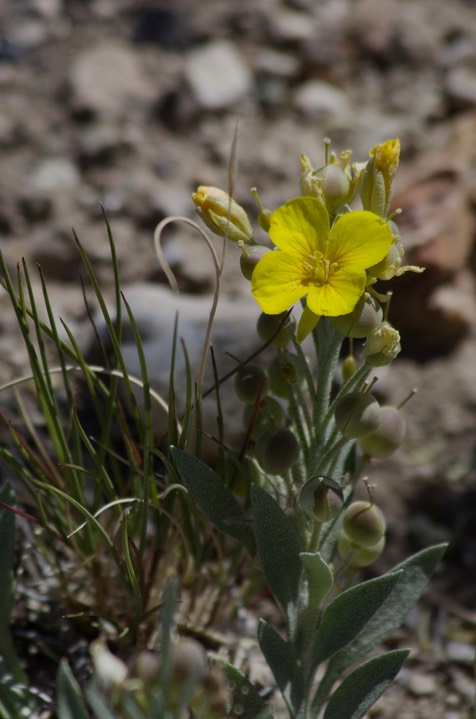 Fendler Bladderpod, Physaria fendleri - East of Hillsboro2