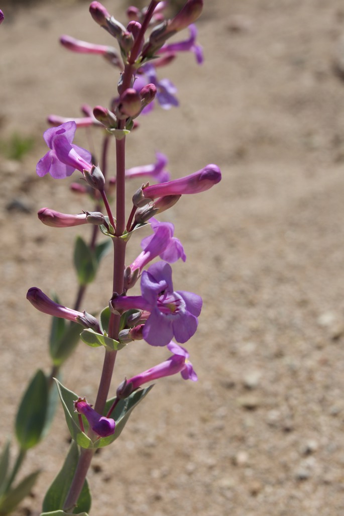 Fendler Penstemon, Penstemon fendleri, East of Hillsboro3