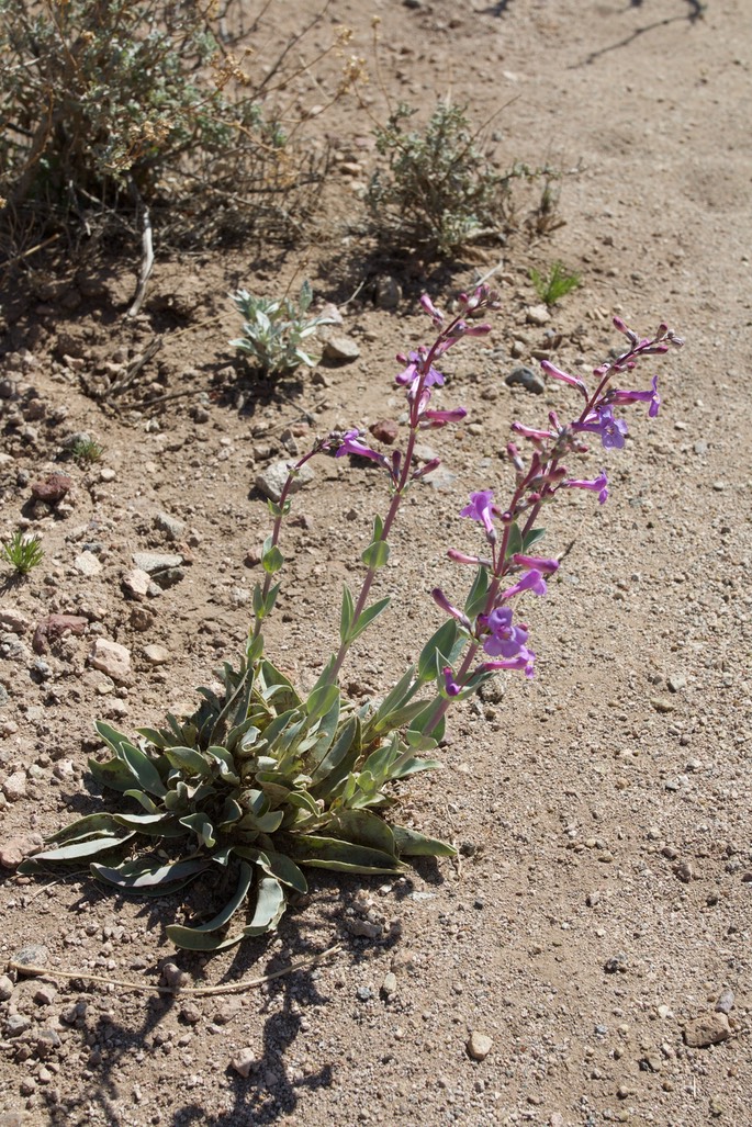 Fendler Penstemon, Penstemon fendleri, East of Hillsboro4