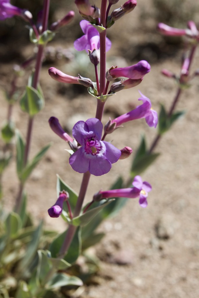 Fendler Penstemon, Penstemon fendleri, East of Hillsboro1