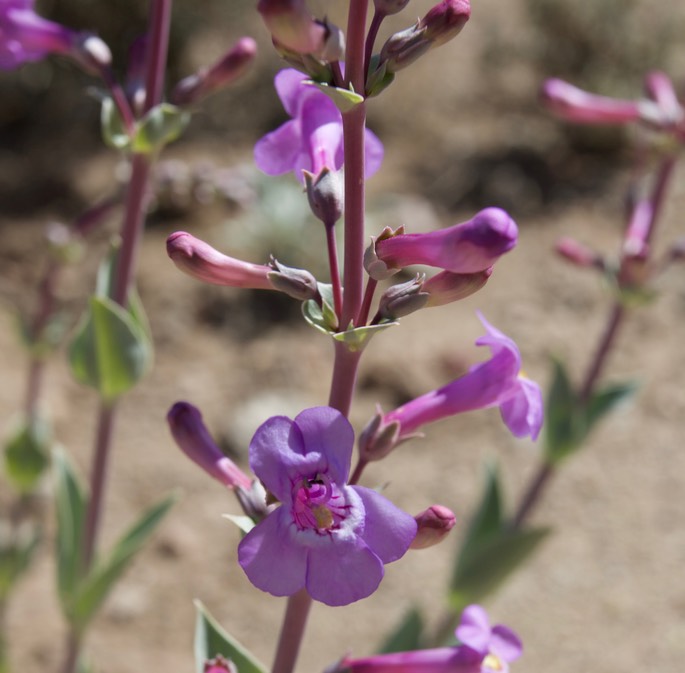 Fendler Penstemon, Penstemon fendleri, East of Hillsboro2