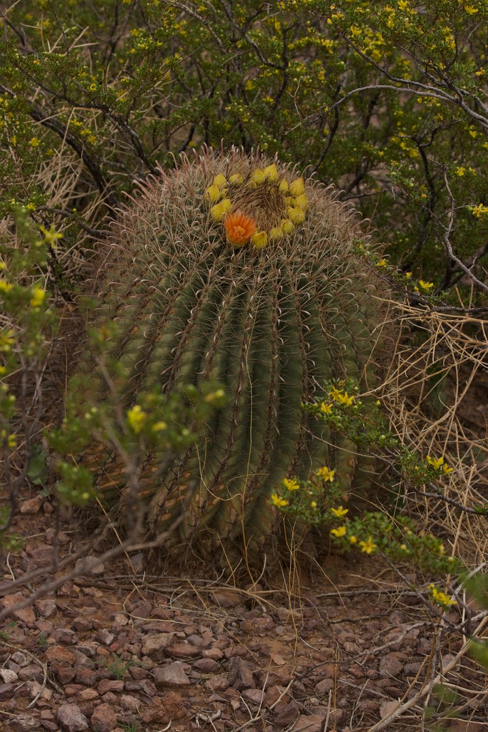 Ferocactus wislizeni1