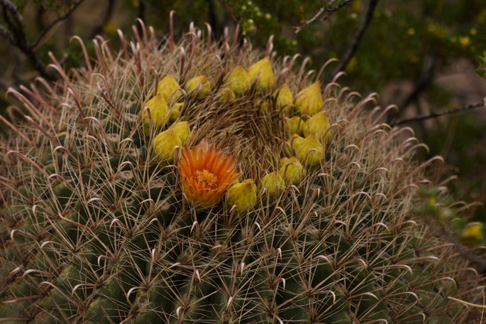 Ferocactus wislizeni2