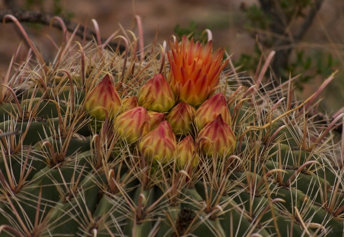 Ferocactus wislizeni4