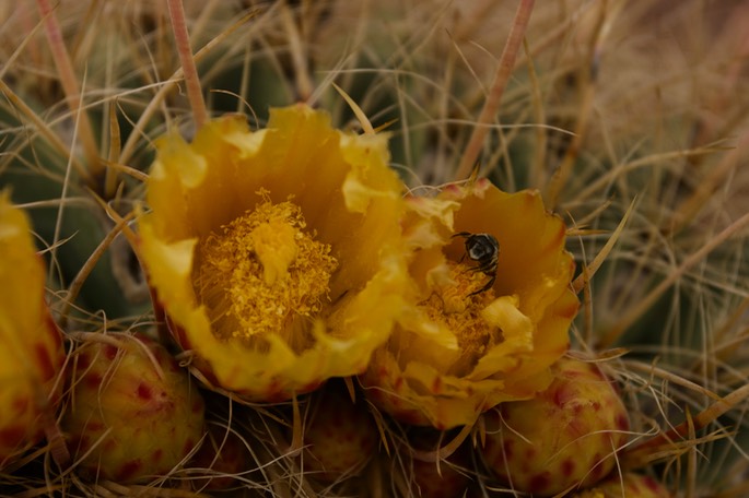 Ferocactus wislizeni5