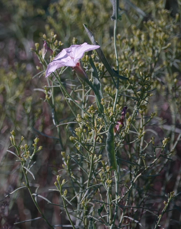 Field Bindweed - Convolvulus arvensis1