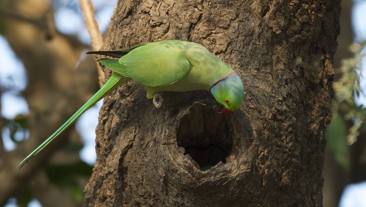 Parakeet, Rose-ringed. Psittacula krameri k2