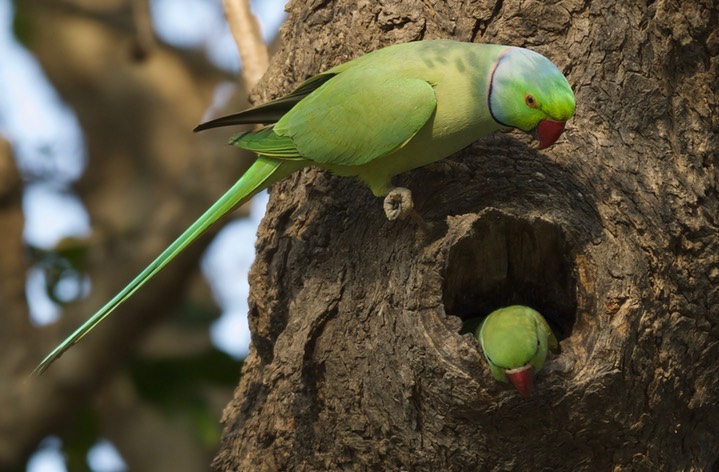 Parakeet, Rose-ringed. Psittacula krameri