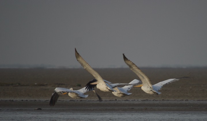 Pelican, Dalmatian. Pelecanus crispus