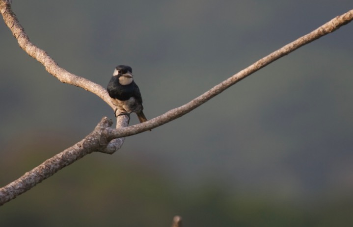 Black-breasted Puffbird, Notharchus pectoralis