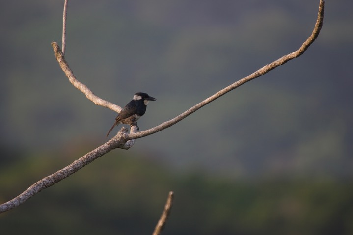 Black-breasted Puffbird, Notharchus pectoralis