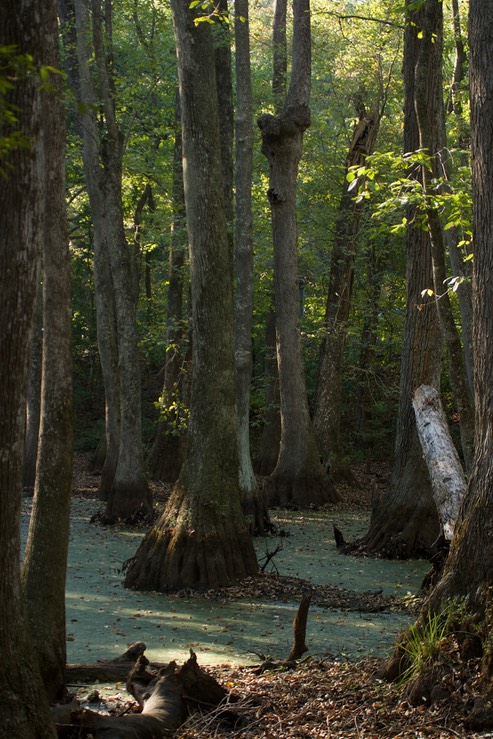 Natchez Trace, Mississippi