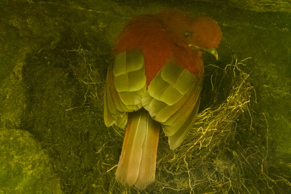 Andean cock of the rock