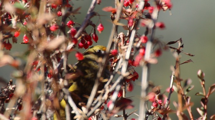 Finch, Crimson-browed
