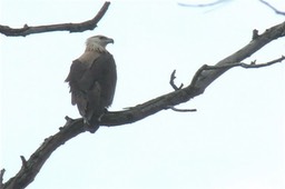 Fish-Eagle, Pallas's 3