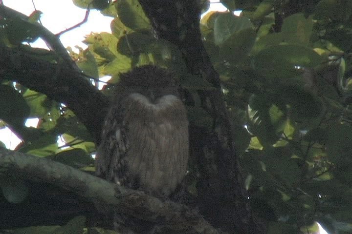 Fish-Owl, Brown 14