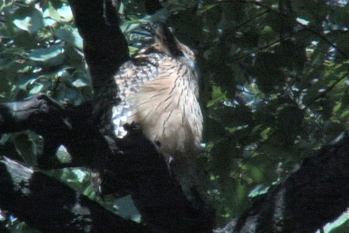 Fish-Owl, brown 16