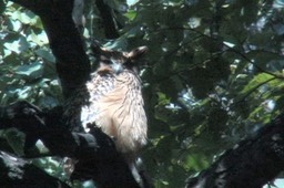 Fish-Owl, Brown 20