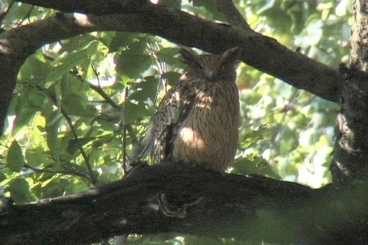 Fish-Owl, Brown 24