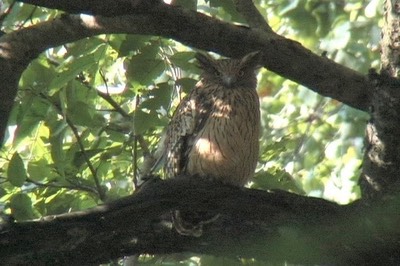 Fish-Owl, Brown 24
