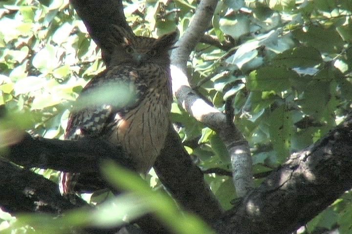 Fish-Owl, Brown 25