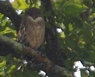 Fish-Owl, Brown a