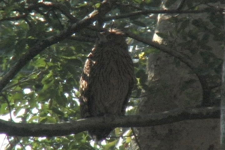 Fish-Owl, Tawny 10