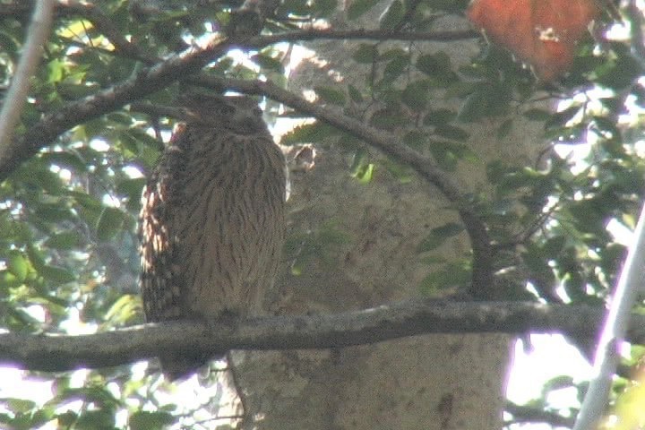 Fish-Owl, Tawny 12