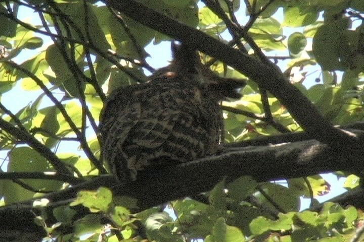 Fish-Owl, Tawny 15