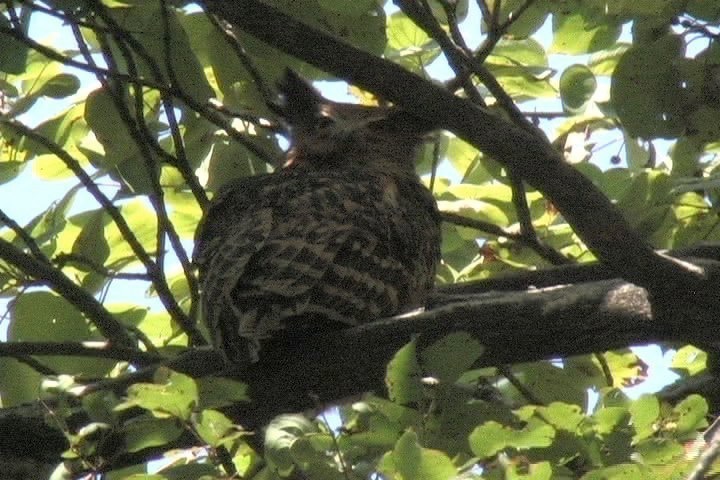Fish-Owl, Tawny 18