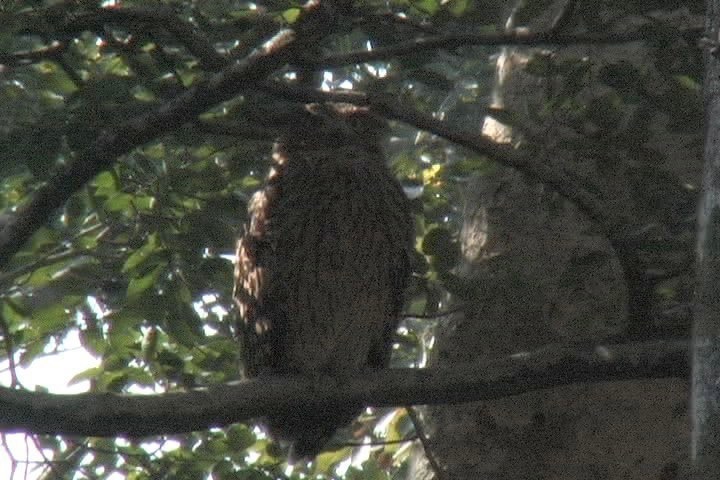 Fish-Owl, Tawny 6