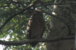 Fish-Owl, Tawny 9