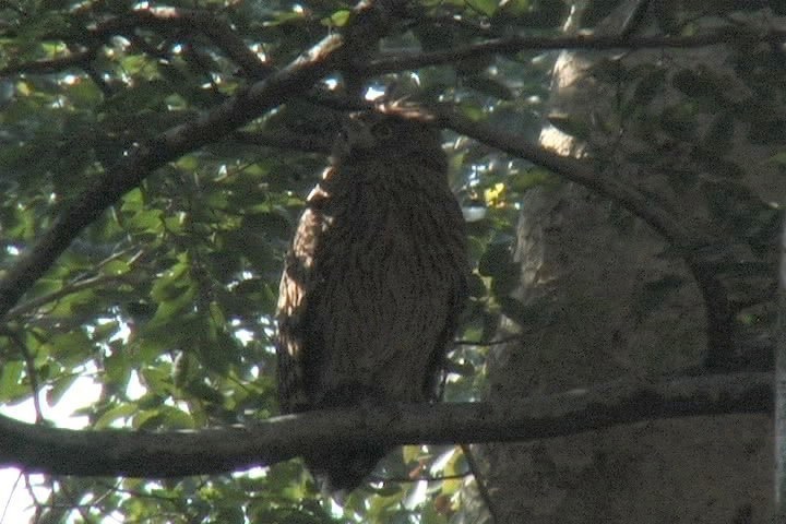 Fish-Owl, Tawny 9