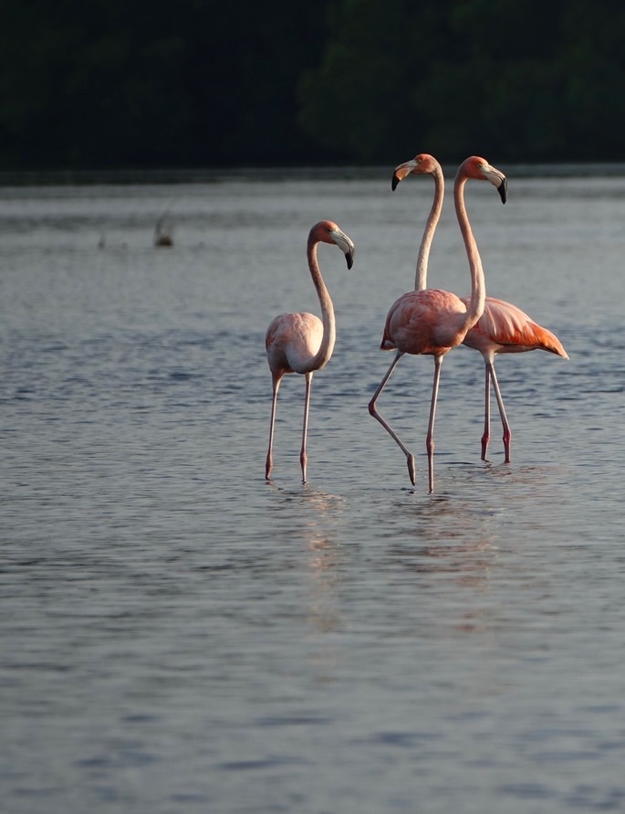 flamingo-american---phoenic_med-2