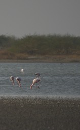 Flamingo, Greater. Phoenicopterus roseus1