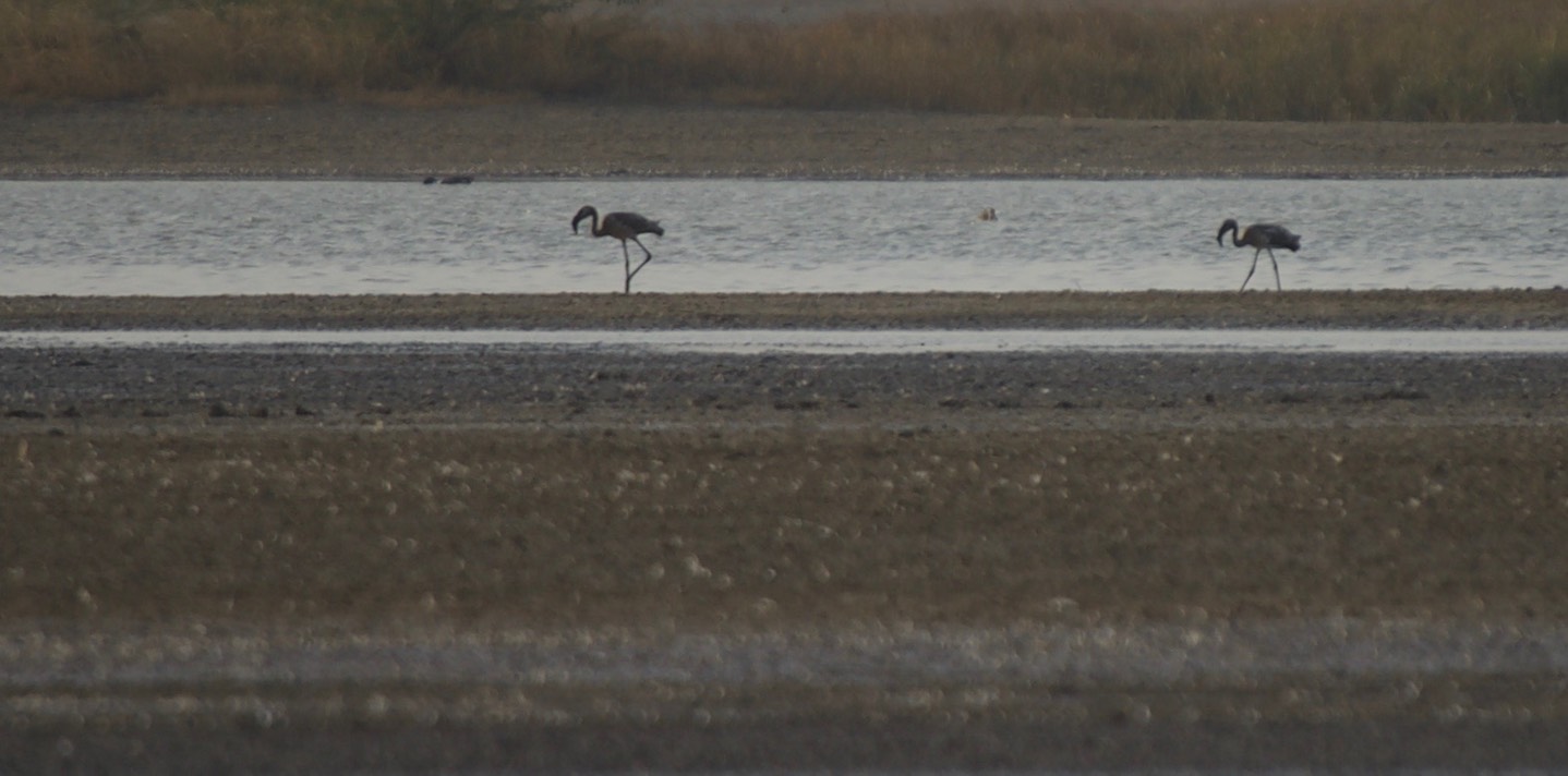 Flamingo, Greater. Phoenicopterus roseus4