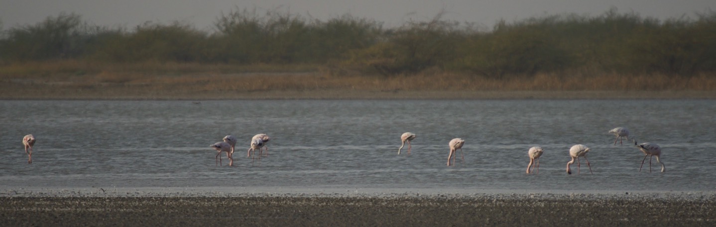Flamingo, Greater. Phoenicopterus roseus3
