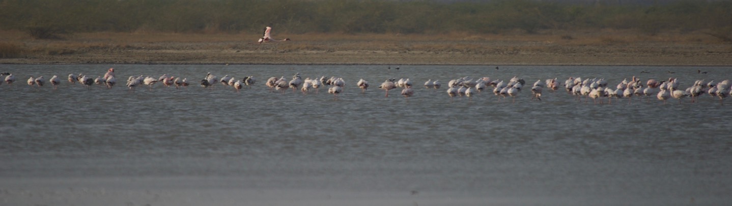 Flamingo, Greater. Phoenicopterus roseus